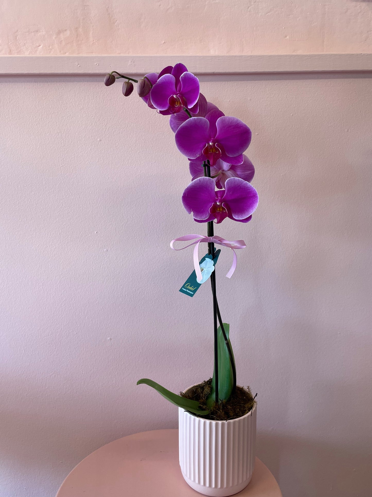 PHALLY ORCHID PLANT