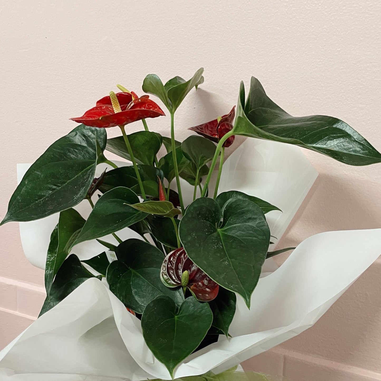 ANTHURIUM PLANT