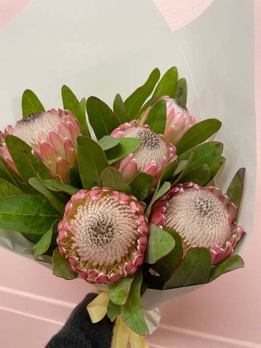 PROTEAS
