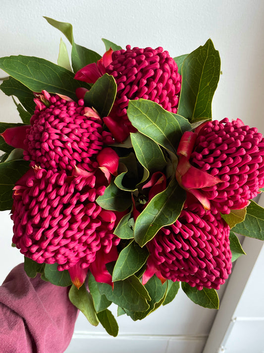 WARATAHS