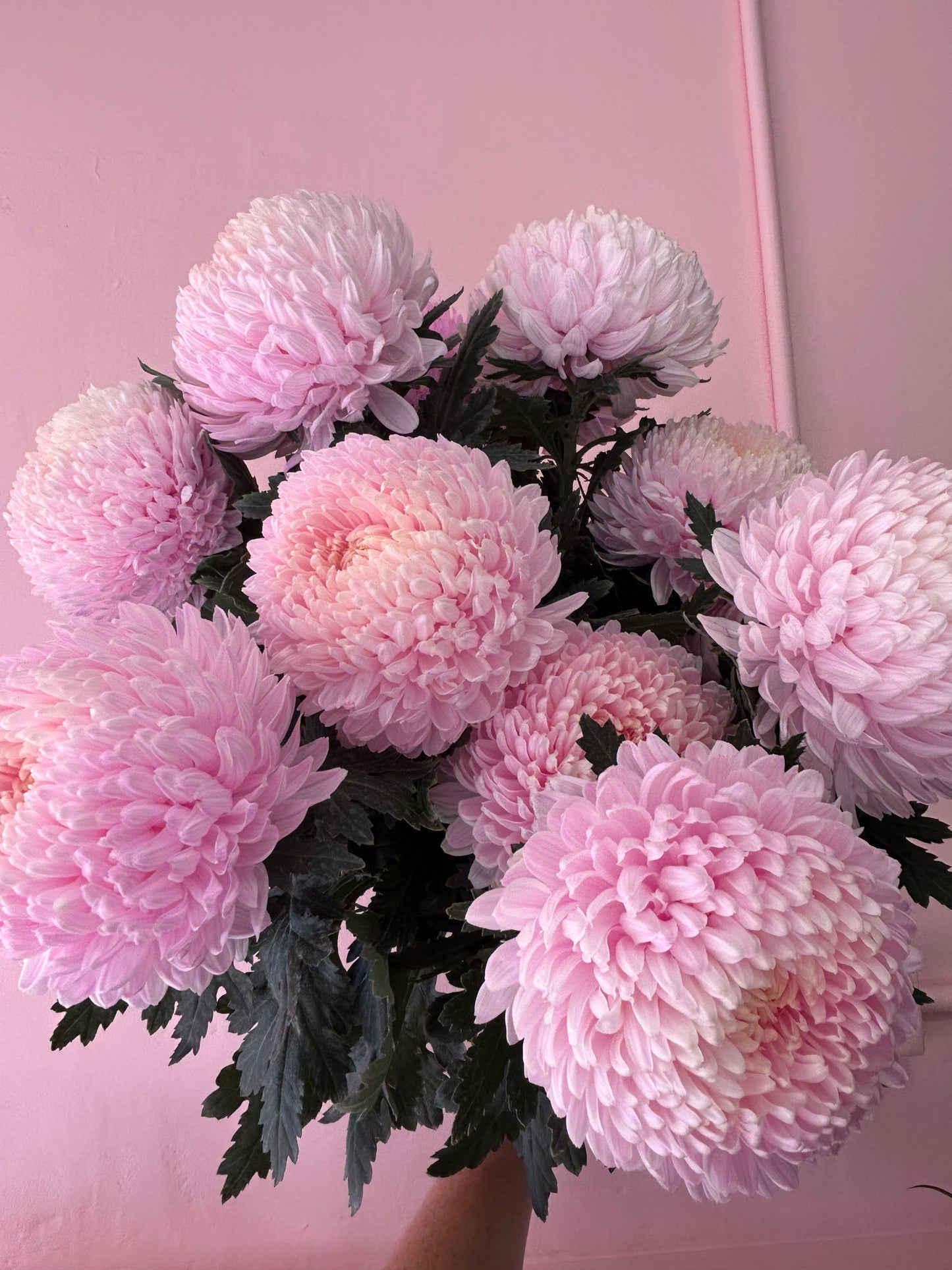 POM POMS
