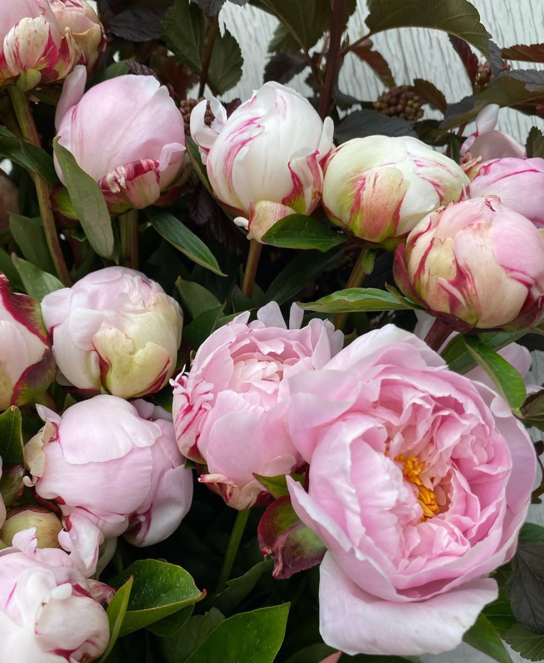 PEONY ROSES