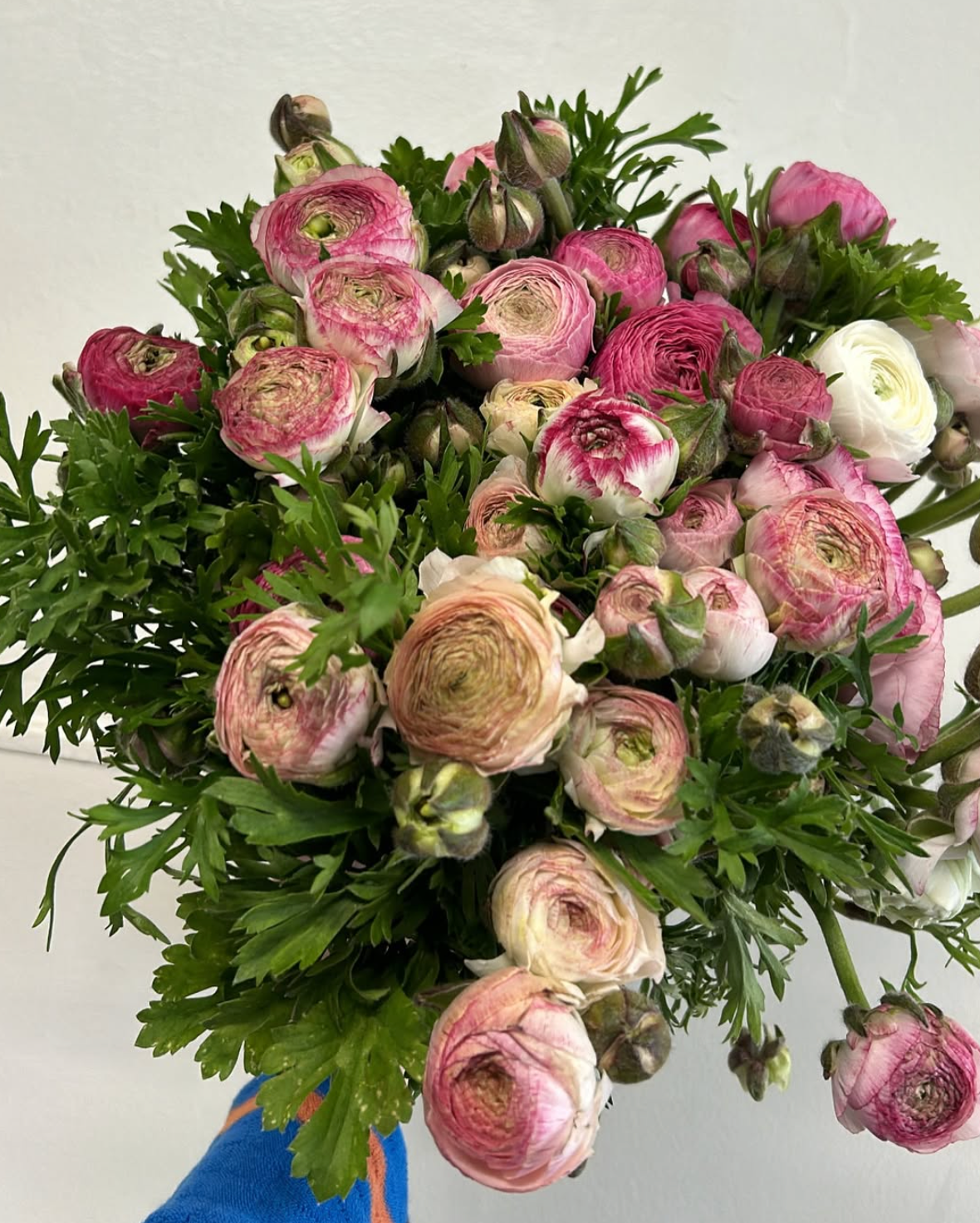 RANUNCULUS