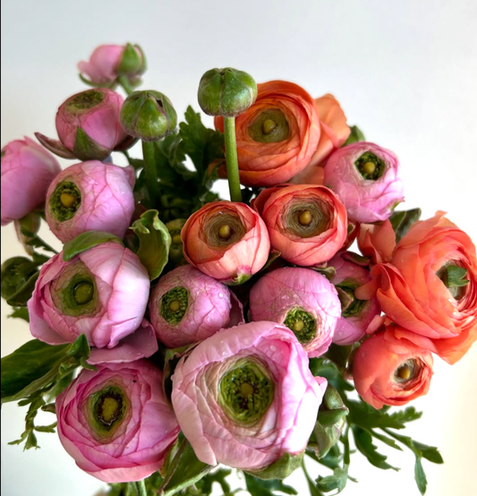 RANUNCULUS