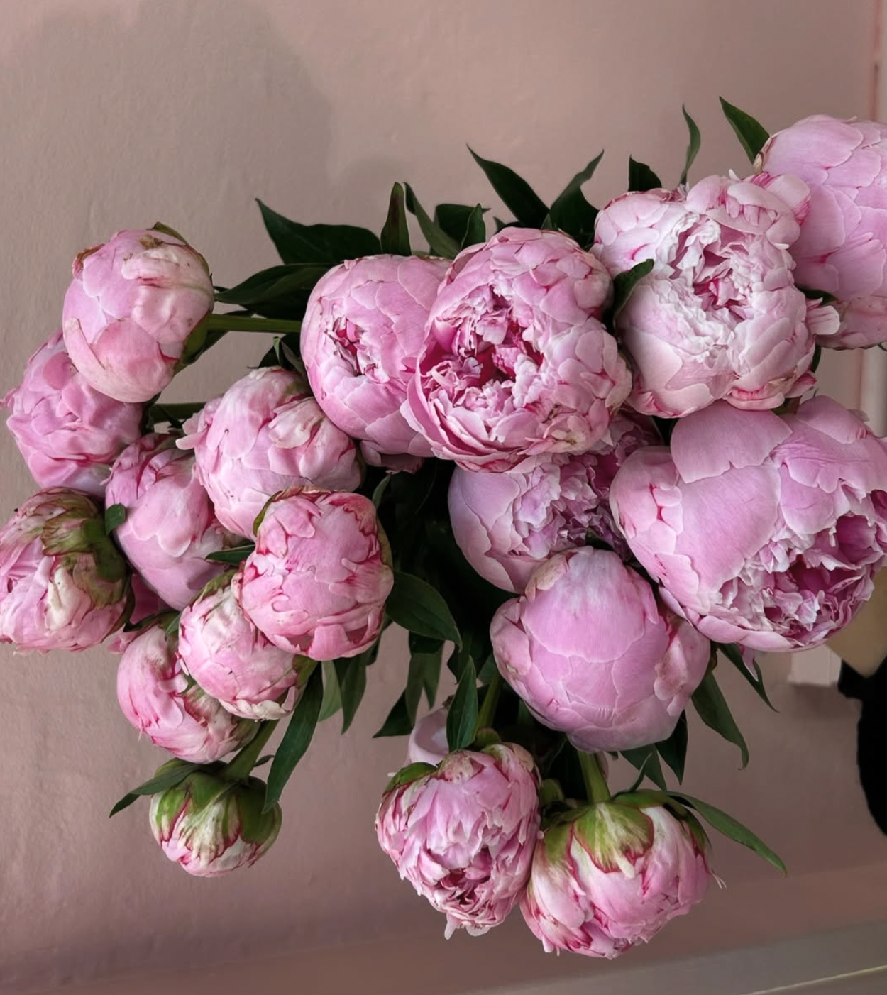 PEONY ROSES