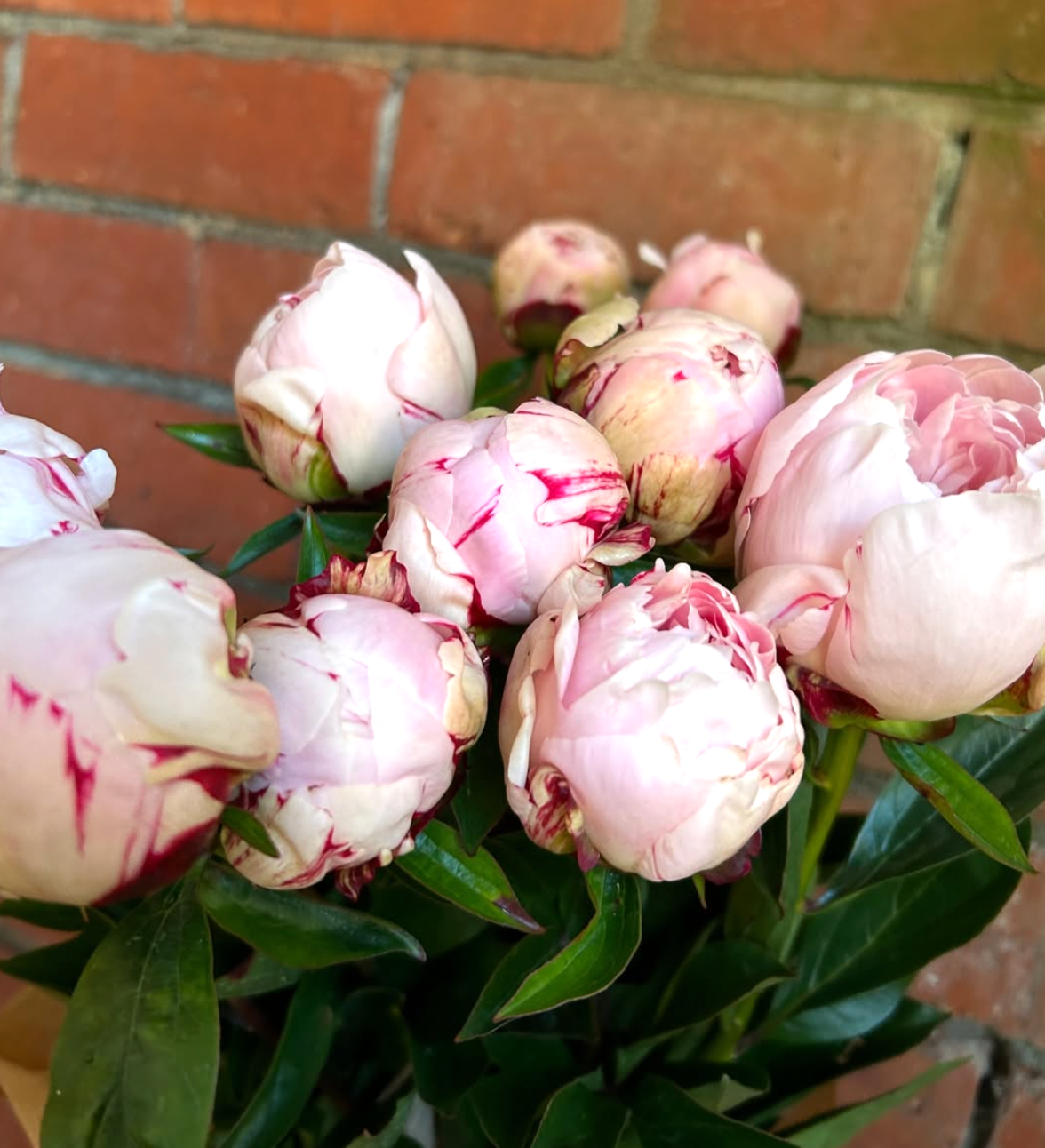 PEONY ROSES