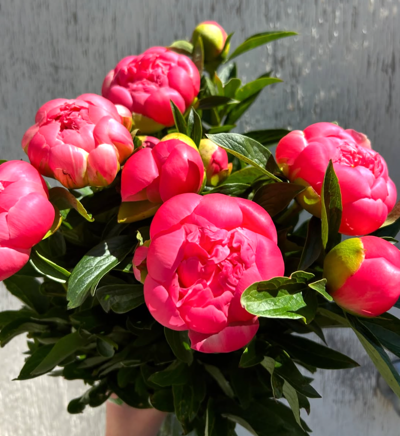 PEONY ROSES