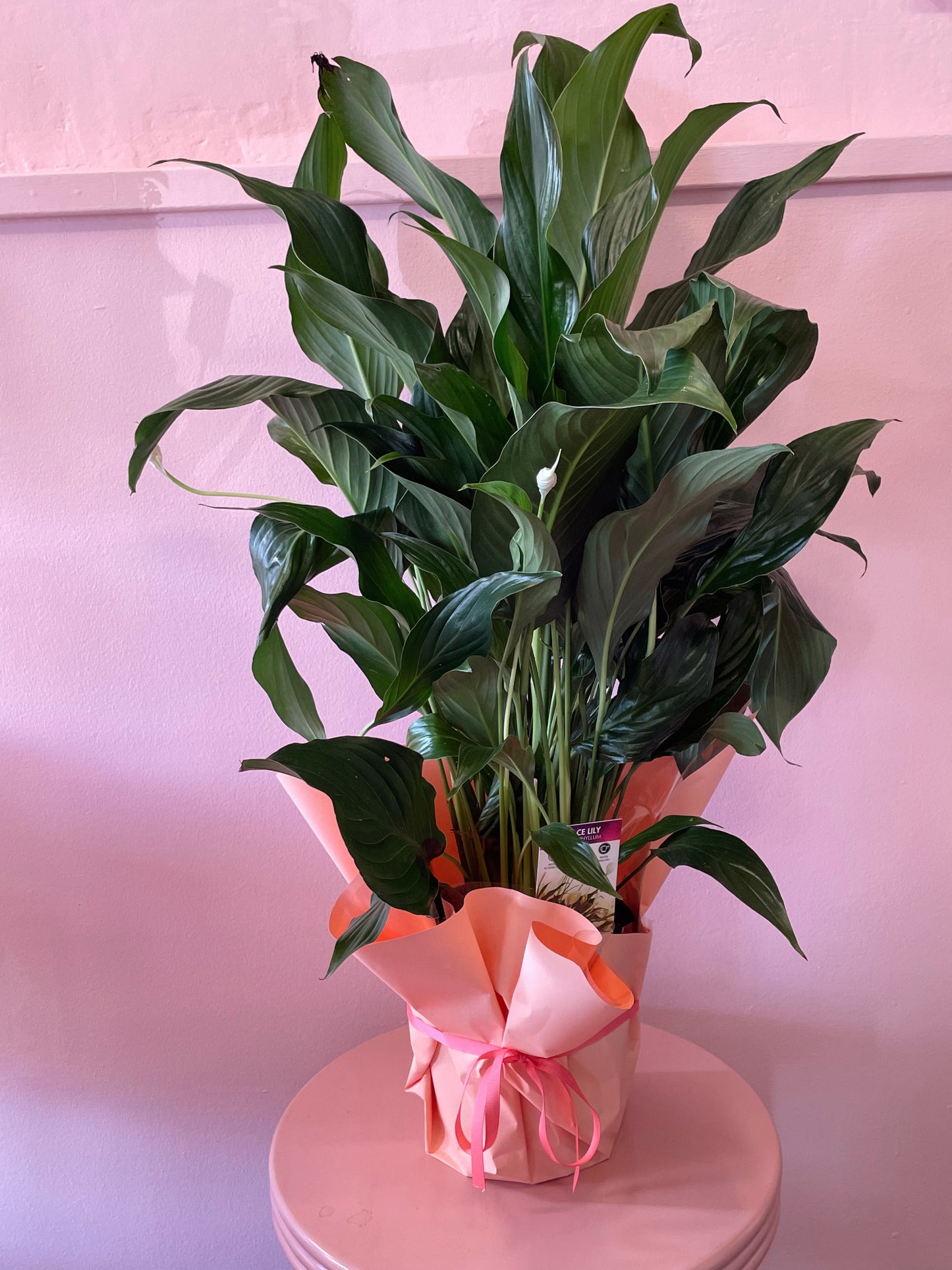 PEACE LILY PLANT