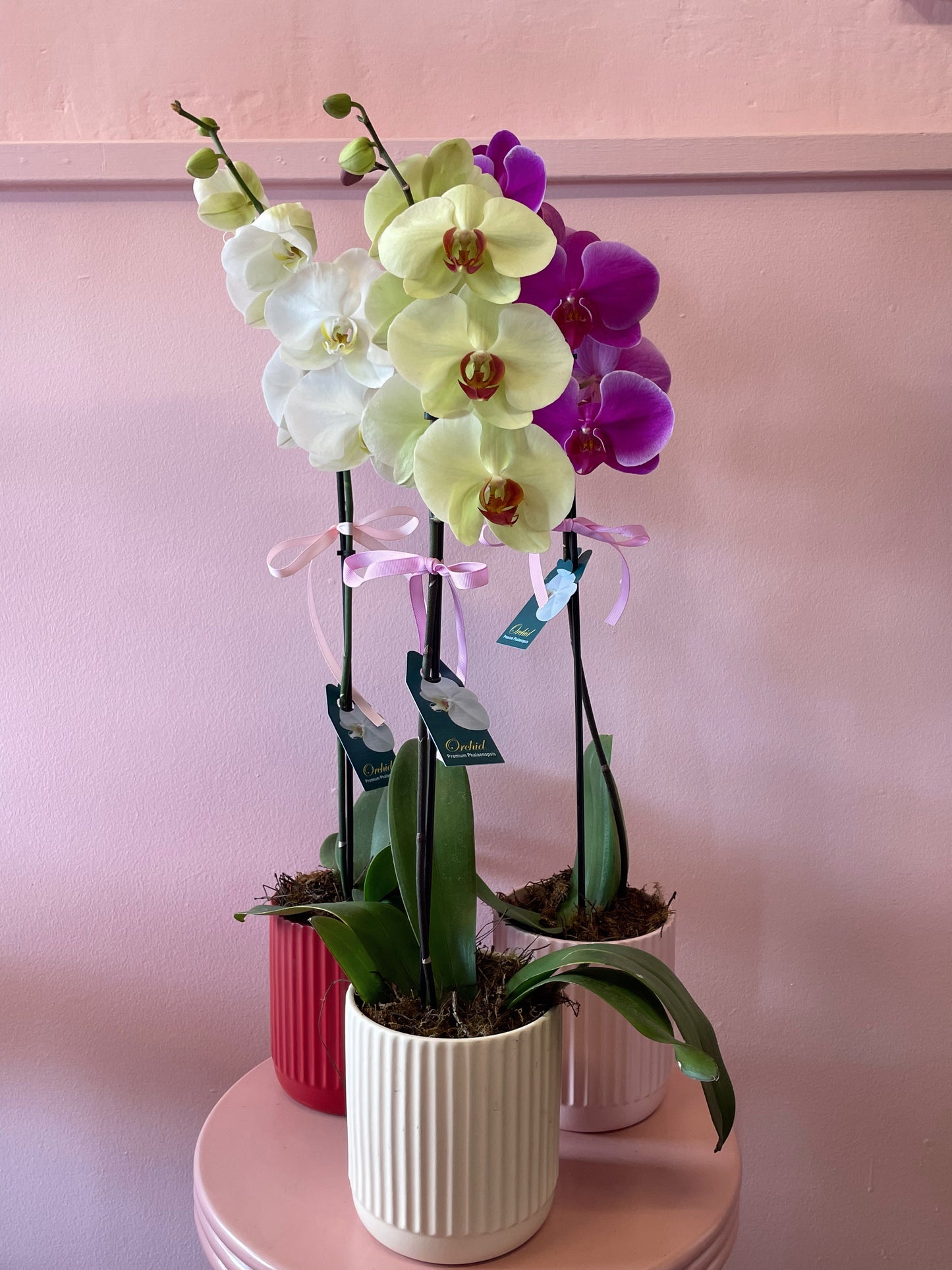 PHALLY ORCHID PLANT