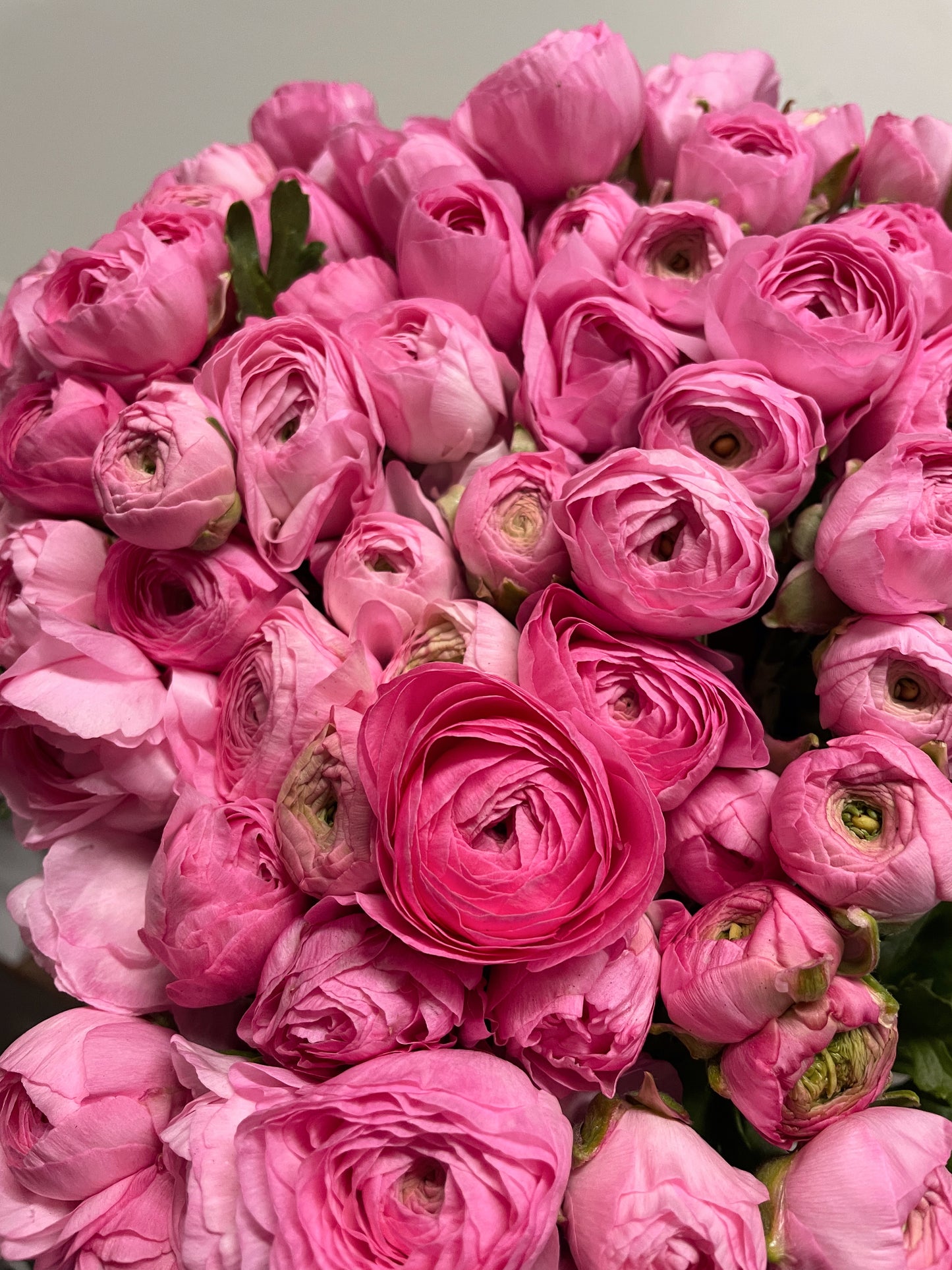 RANUNCULUS