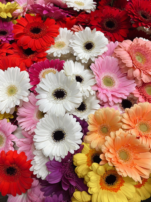 GERBERAS